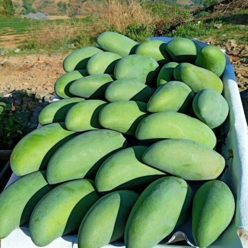 广西大青芒金煌芒大芒果新鲜水果应季果蔬批发零售市场超市贸
