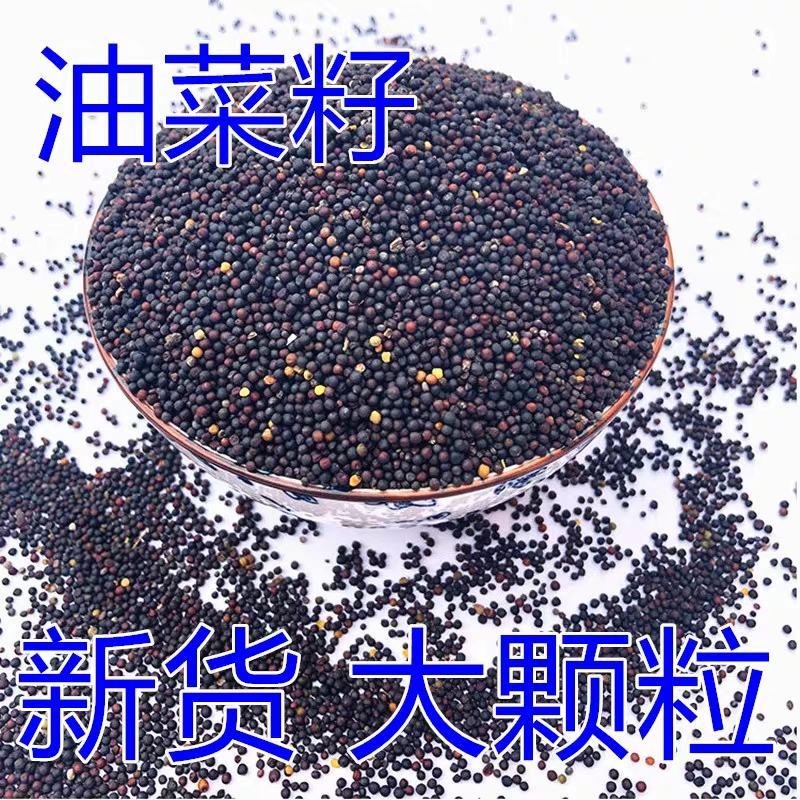 四川油菜籽饲料榨油一手货源产地直发货源充足