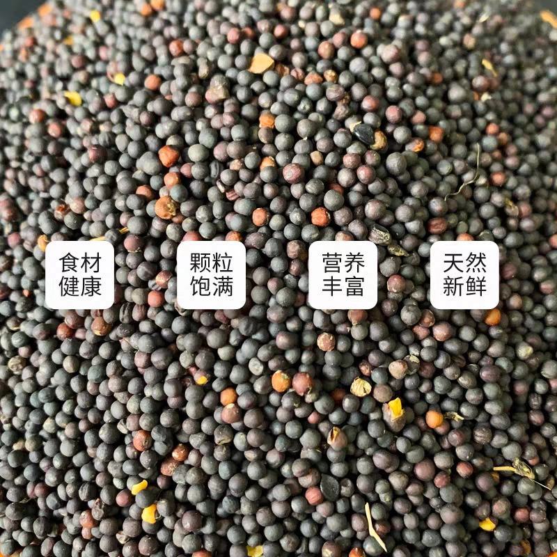 四川油菜籽饲料榨油一手货源产地直发货源充足