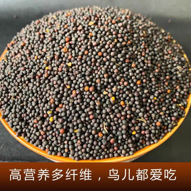 四川油菜籽饲料榨油一手货源产地直发货源充足