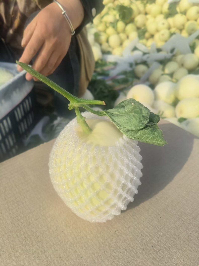精品白莎蜜口感特别甜，大量供应，需要的联系