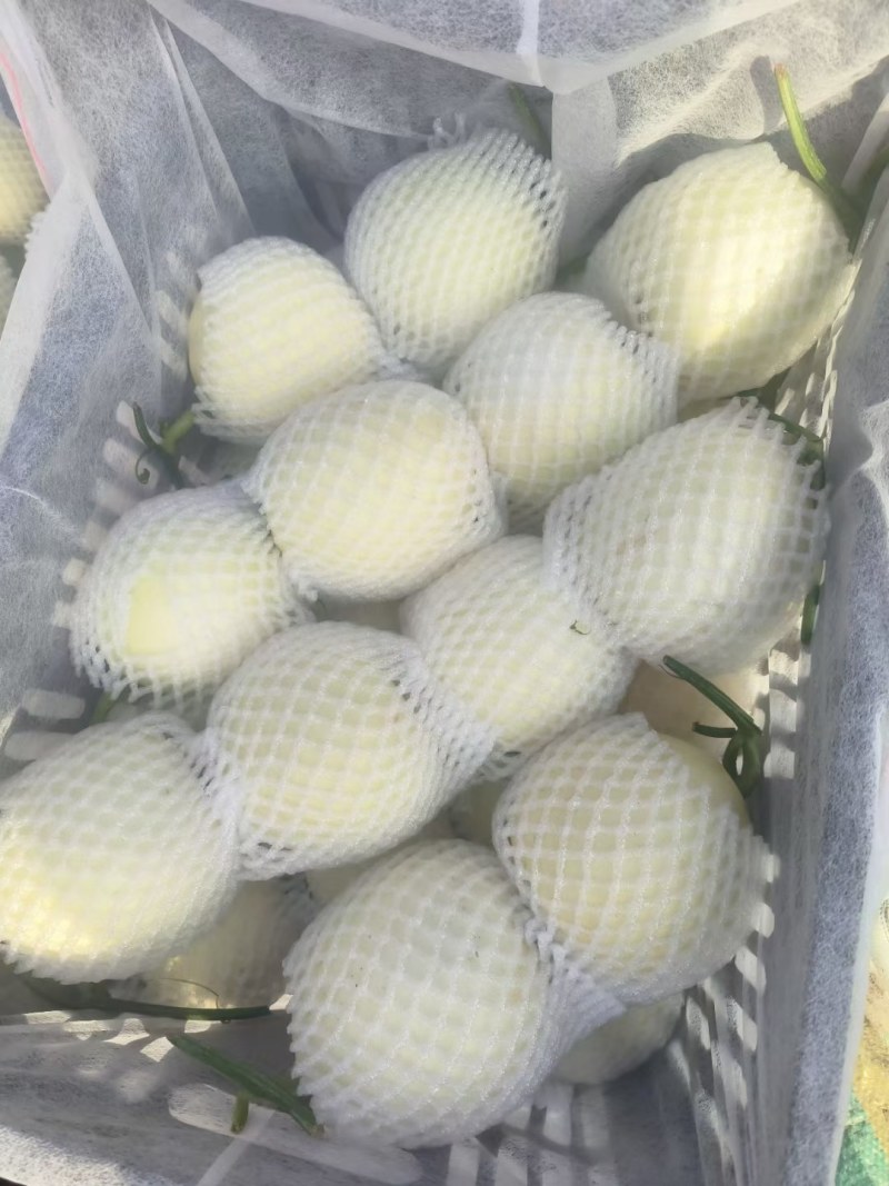 精品白莎蜜口感特别甜，大量供应，需要的联系