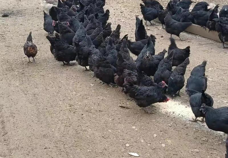 脱温绿壳蛋鸡苗脱温五黑绿壳蛋鸡苗半斤重左右