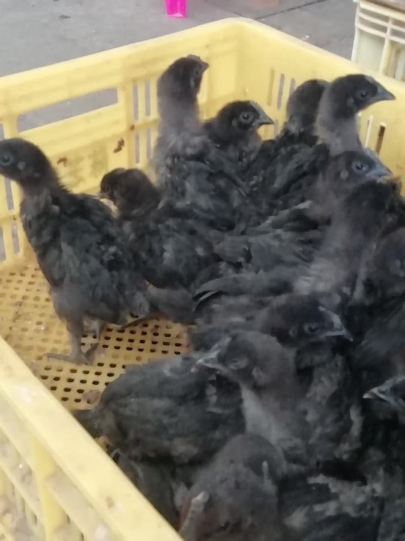 脱温绿壳蛋鸡苗脱温五黑绿壳蛋鸡苗半斤重左右