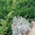 湖南湘西莓茶