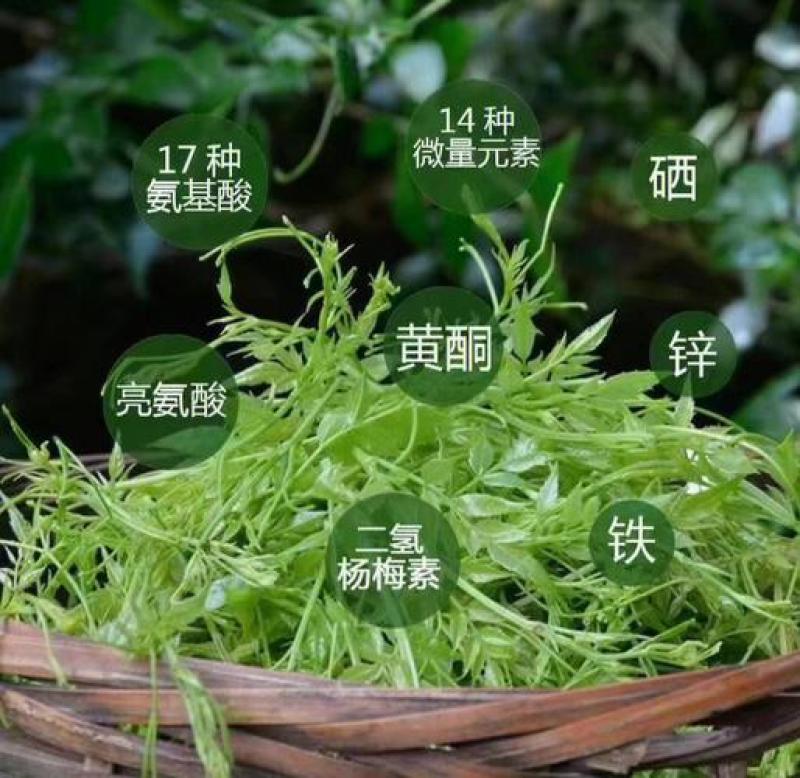 湖南湘西莓茶