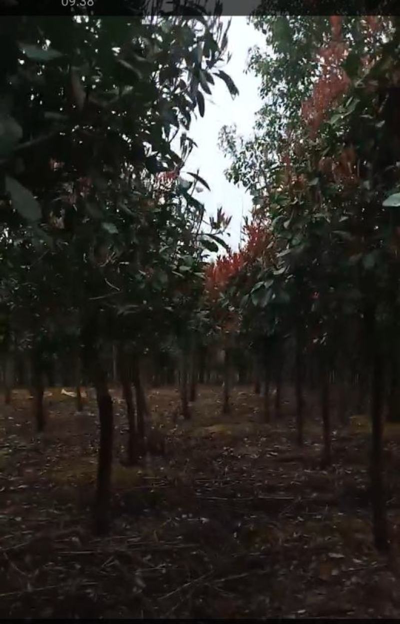 湖南永州红叶石楠树大量批发一手货源自产自销联系
