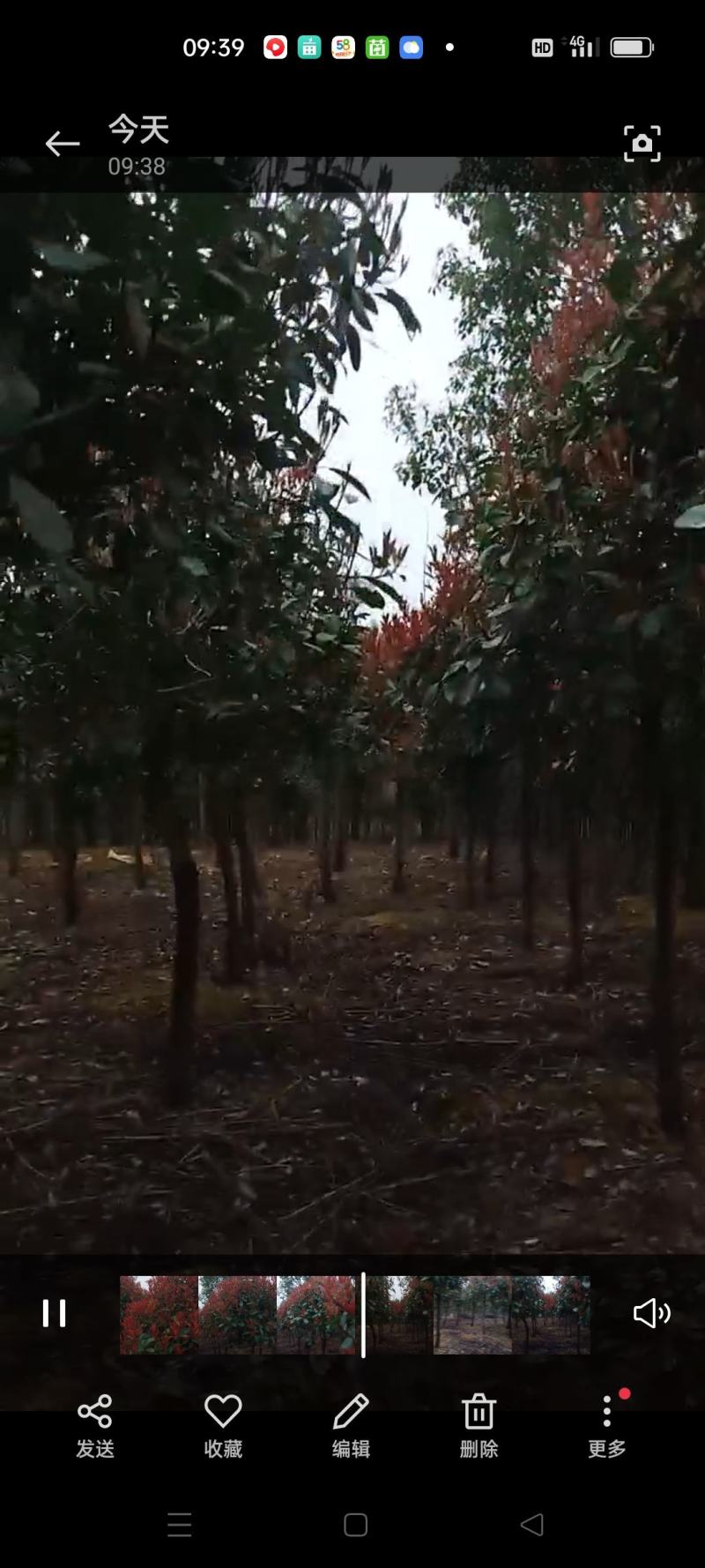 湖南永州红叶石楠树大量批发一手货源自产自销联系