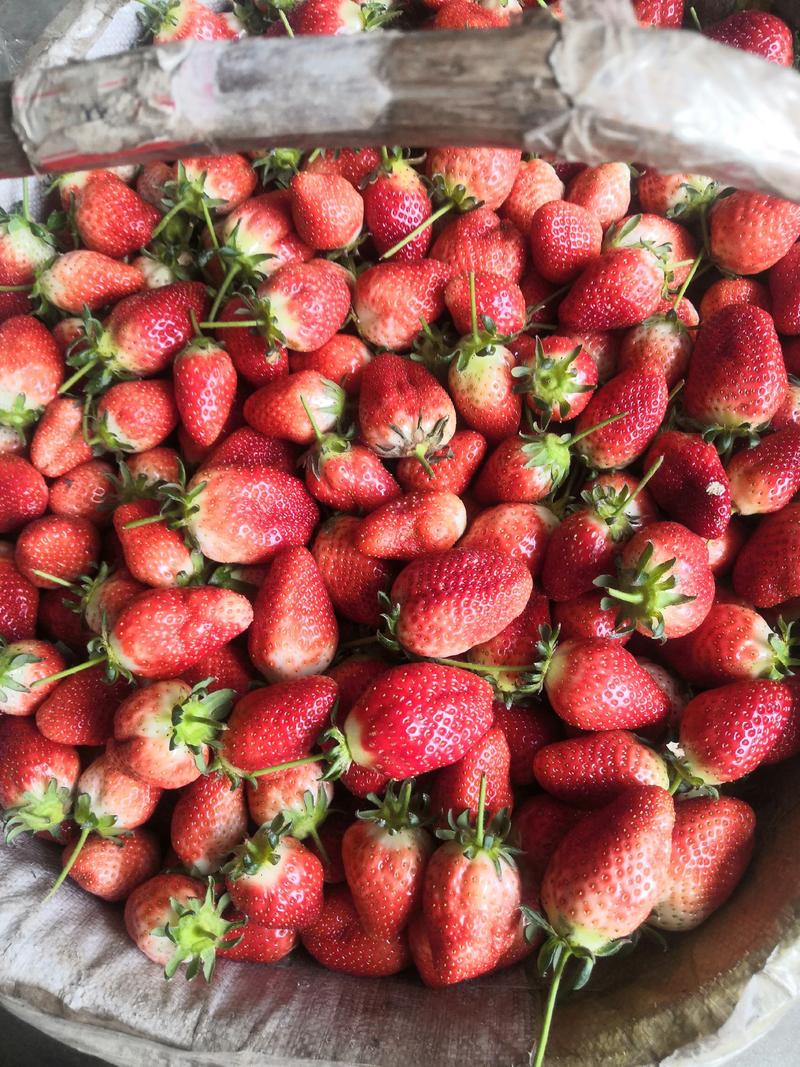 汉中草莓上市，意大利品种，时令新鲜。欢迎咨询前来采购。