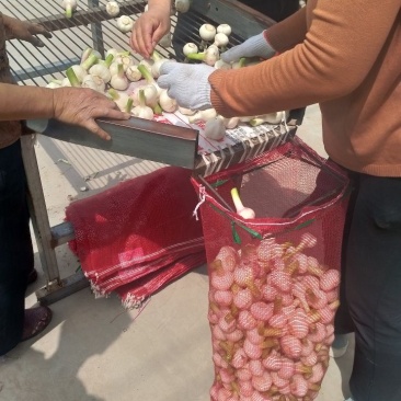 大蒜，扒皮蒜少量上市，欢迎各位老板订购