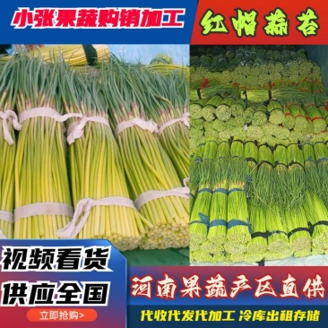 河南蒜薹红帽蒜苔，精品蒜苔电商蒜苔小把蒜苔基地货