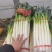精品钢葱，精品打捆毛葱，精品打捆净葱打包