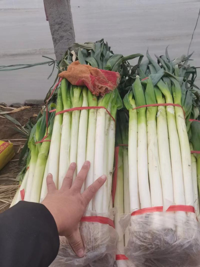 精品钢葱，精品打捆毛葱，精品打捆净葱打包