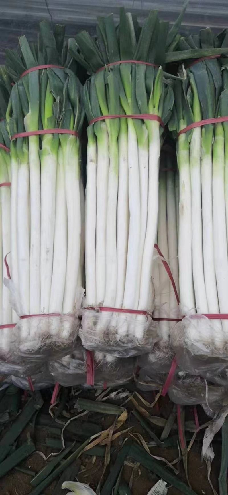精品钢葱，精品打捆毛葱，精品打捆净葱打包