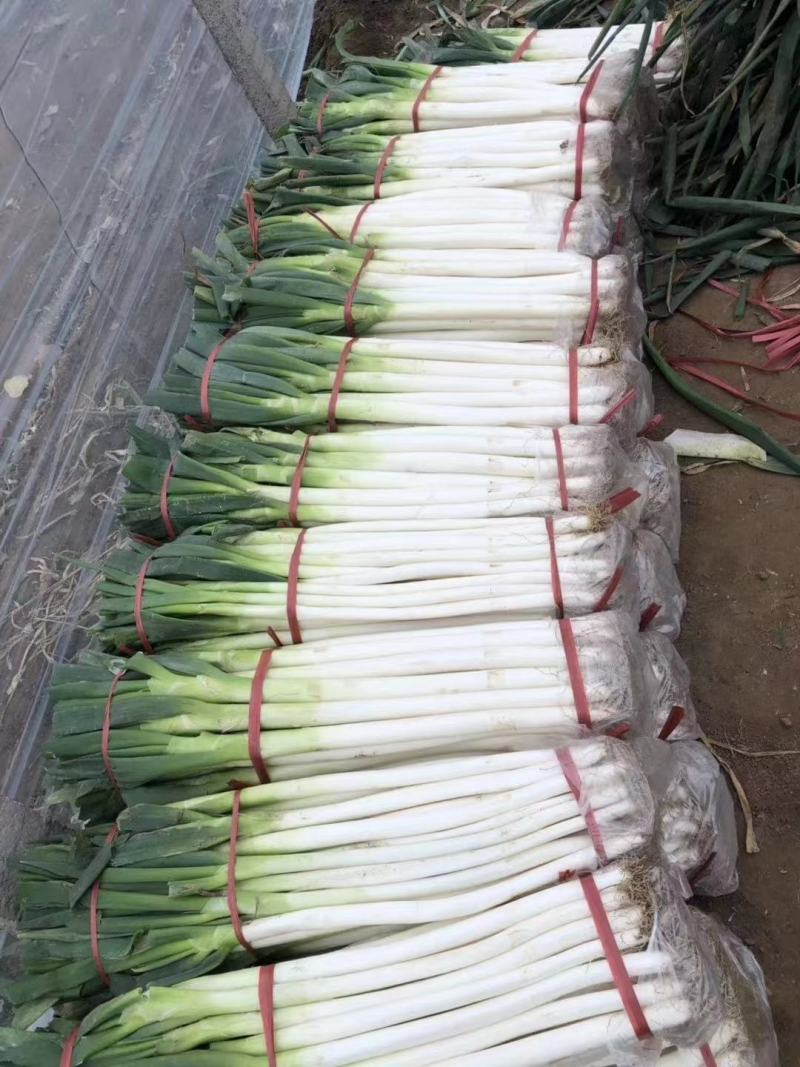 精品钢葱，精品打捆毛葱，精品打捆净葱打包
