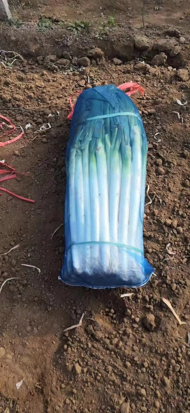 精品钢葱，精品打捆毛葱，精品打捆净葱打包