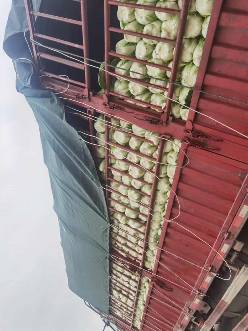大白菜精品，精品本地大白菜，大量上市，价格优惠