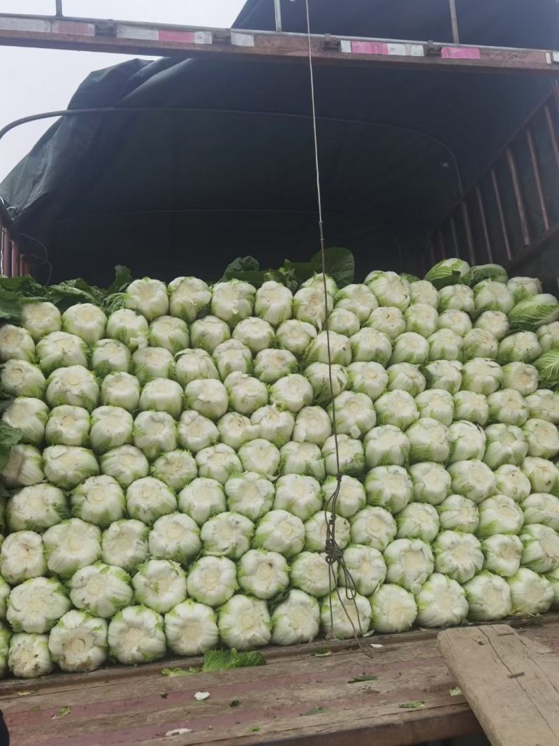 大白菜精品，精品本地大白菜，大量上市，价格优惠