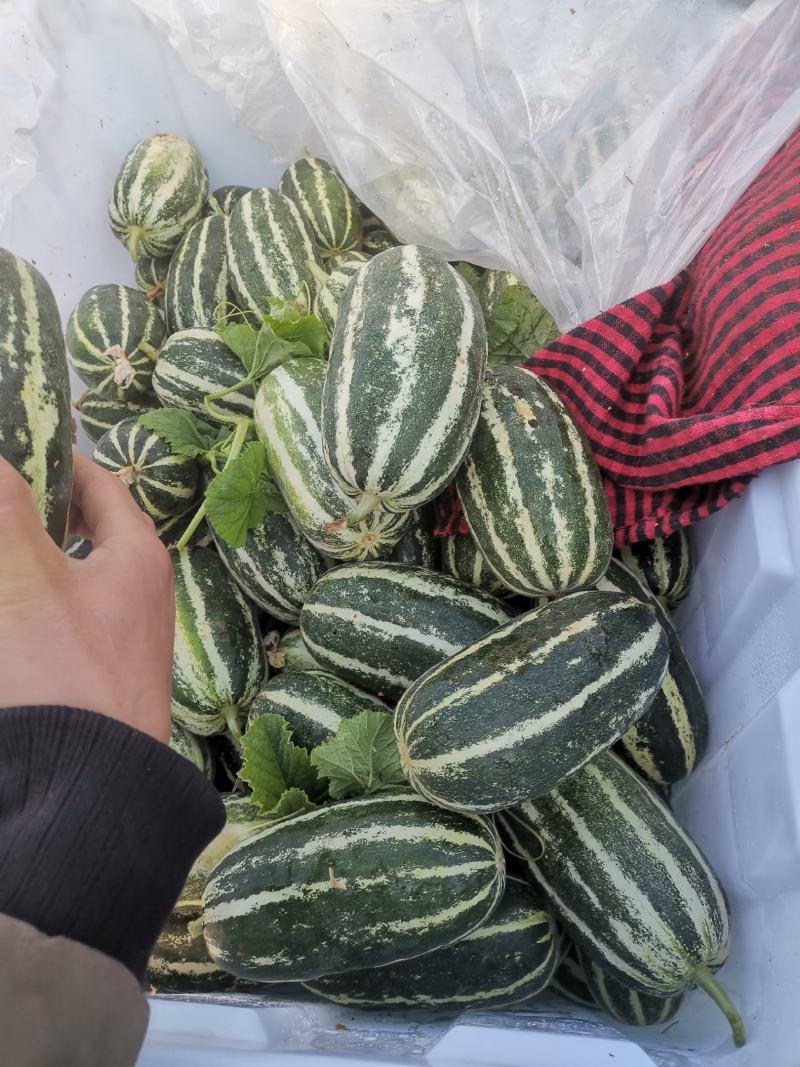 济宁精品博洋9号甜瓜/产地直发/货源充足/诚信经营欢迎联系