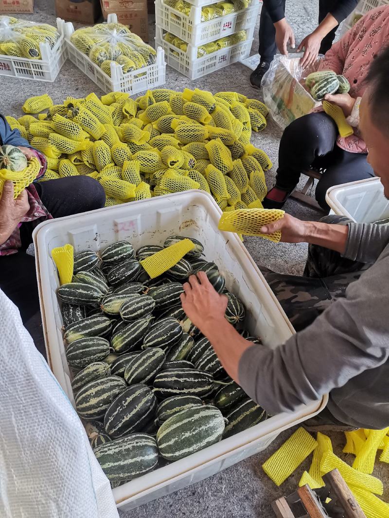 济宁精品博洋9号甜瓜/产地直发/货源充足/诚信经营欢迎联系