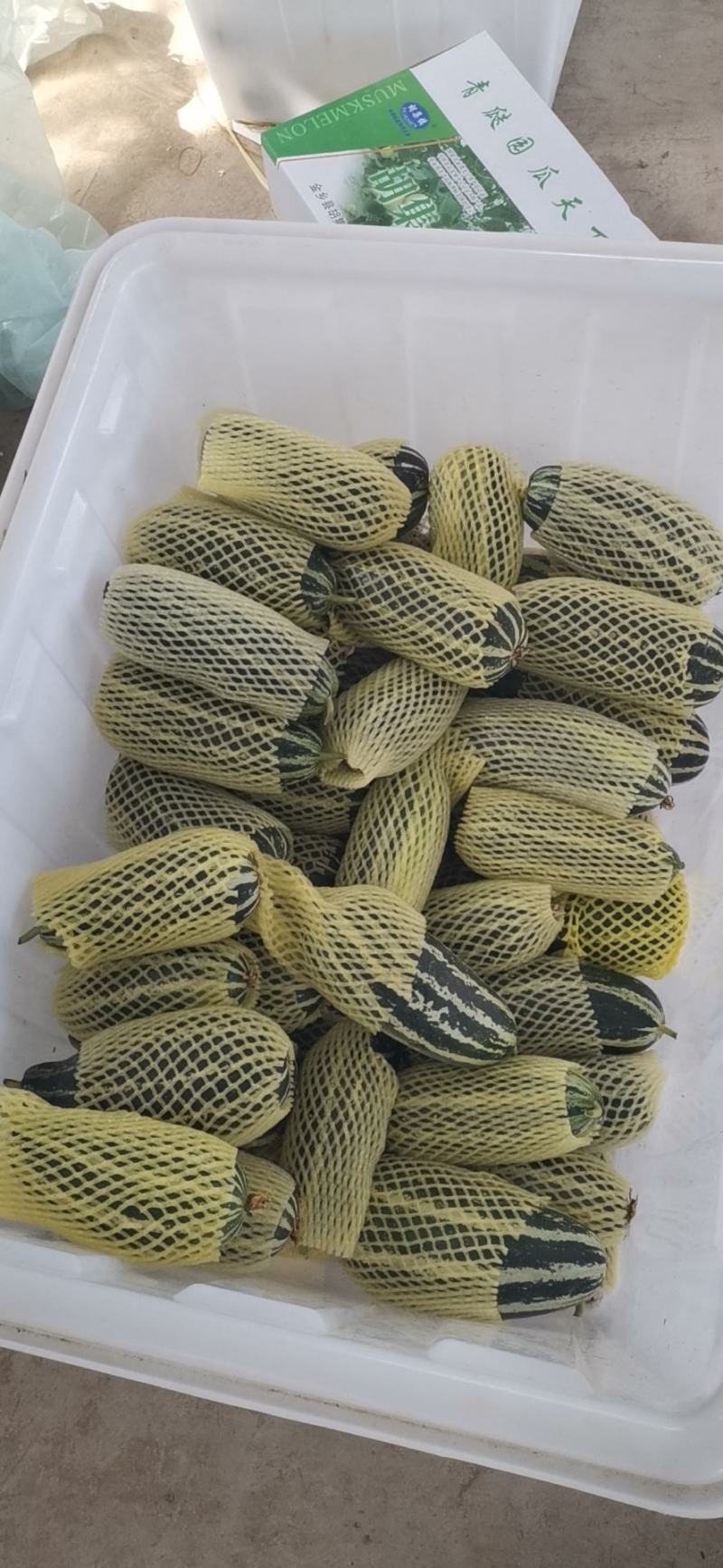济宁精品博洋9号甜瓜/产地直发/货源充足/诚信经营欢迎联系