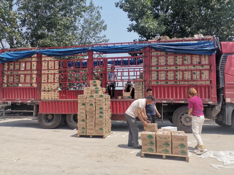 济宁精品博洋9号甜瓜/产地直发/货源充足/诚信经营欢迎联系