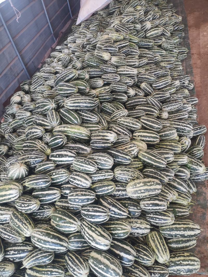 济宁精品博洋9号甜瓜/产地直发/货源充足/诚信经营欢迎联系