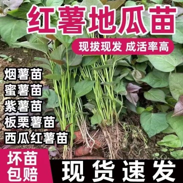 红薯苗西瓜红蜜薯黄心板栗薯龙薯九产地直发批发红心