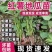 红薯苗西瓜红蜜薯黄心板栗薯龙薯九产地直发批发红心
