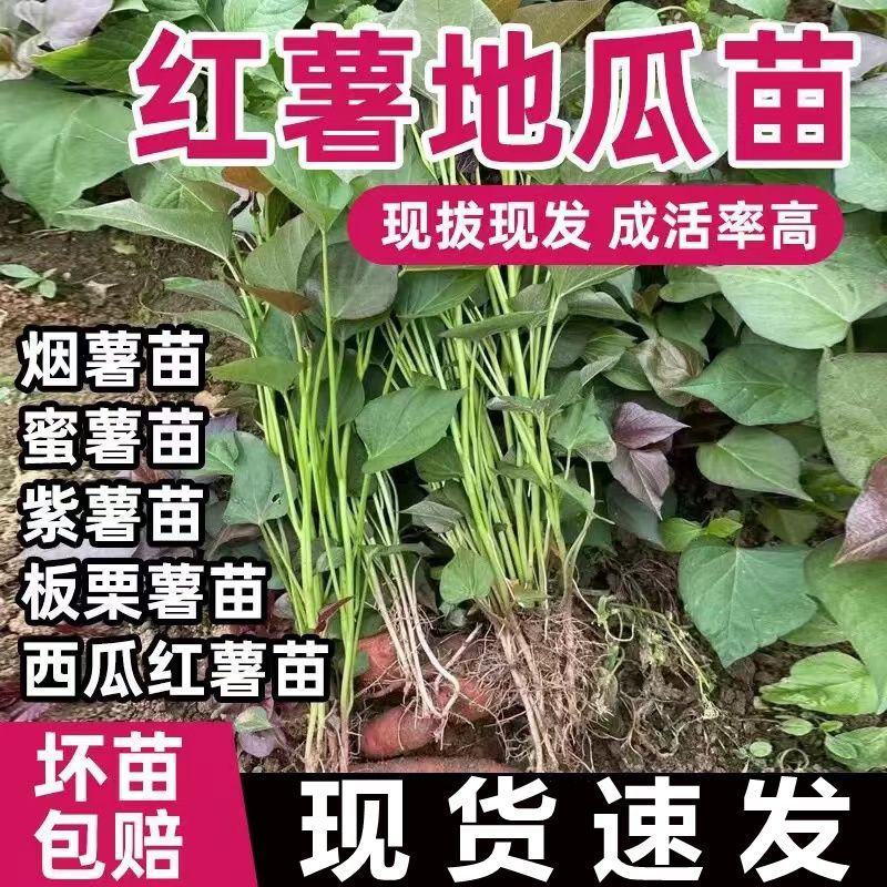 红薯苗西瓜红蜜薯黄心板栗薯龙薯九产地直发批发红心
