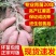 红薯苗西瓜红蜜薯黄心板栗薯龙薯九产地直发批发红心