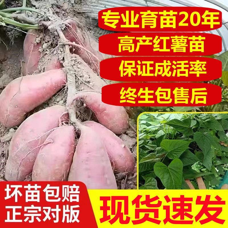 红薯苗西瓜红蜜薯黄心板栗薯龙薯九产地直发批发红心
