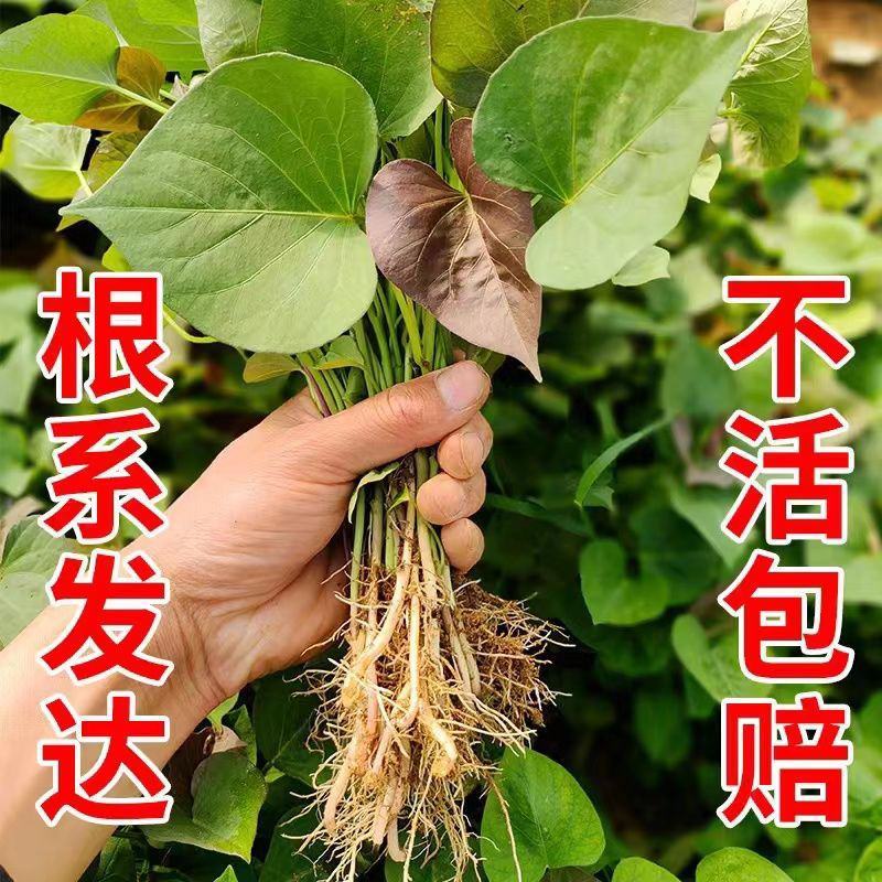 红薯苗西瓜红蜜薯黄心板栗薯龙薯九产地直发批发红心