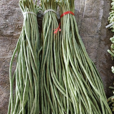 精品豆角大量上市欢迎选购