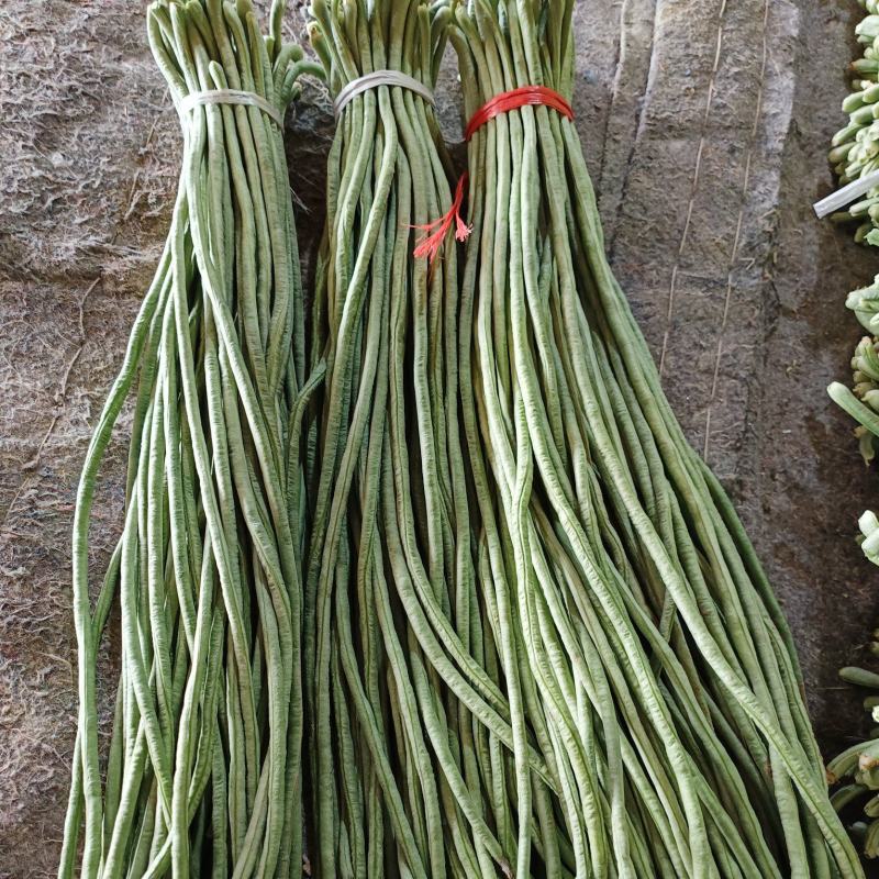 精品豆角大量上市欢迎选购