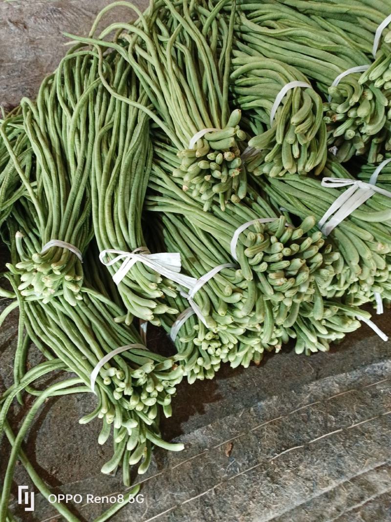 精品豆角大量上市欢迎选购