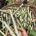 巨菌草苗芽节巨菌草种节，贵州产地直发品质保证