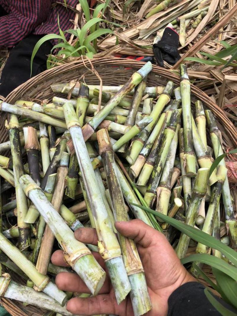 巨菌草苗芽节巨菌草种节，贵州产地直发品质保证