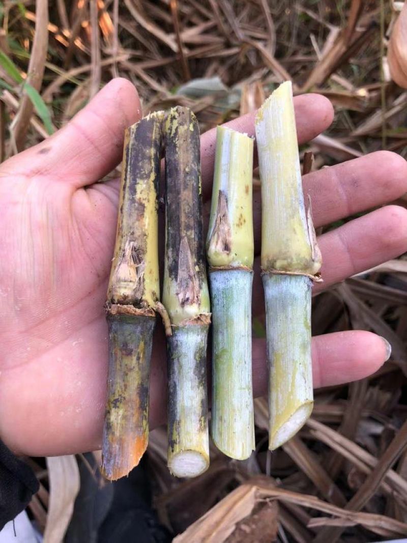 巨菌草苗芽节巨菌草种节，贵州产地直发品质保证