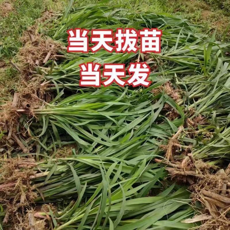 巨菌草种苗，5号巨菌草苗，成活率高当天拔苗当天发，电联