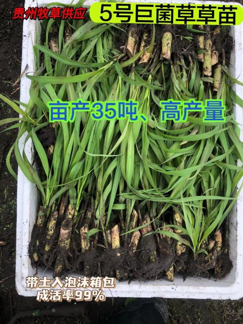 巨菌草种苗，5号巨菌草苗，成活率高当天拔苗当天发，电联