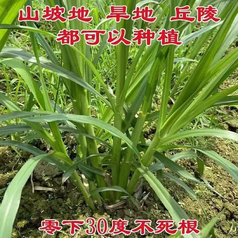巨菌草种苗，5号巨菌草苗，成活率高当天拔苗当天发，电联