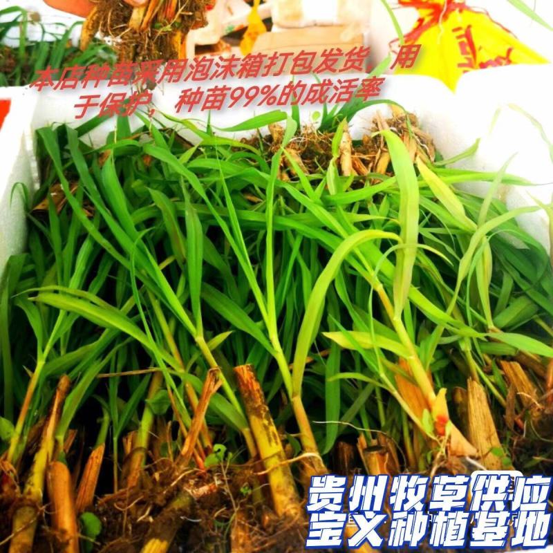 巨菌草种苗，5号巨菌草苗，成活率高当天拔苗当天发，电联