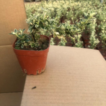 六月雪悬崖造型小盆栽绿植室内精品网红