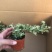 六月雪悬崖造型小盆栽绿植室内精品网红