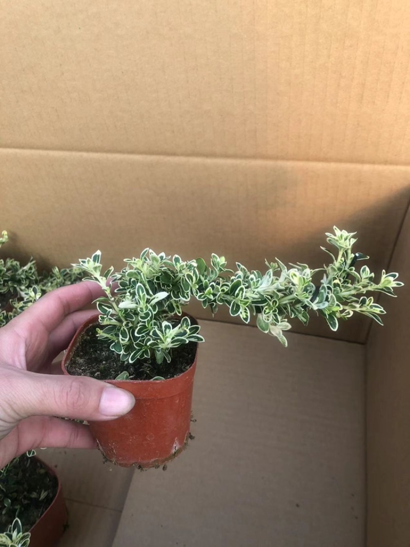 六月雪悬崖造型小盆栽绿植室内精品网红