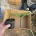六月雪悬崖造型小盆栽绿植室内精品网红