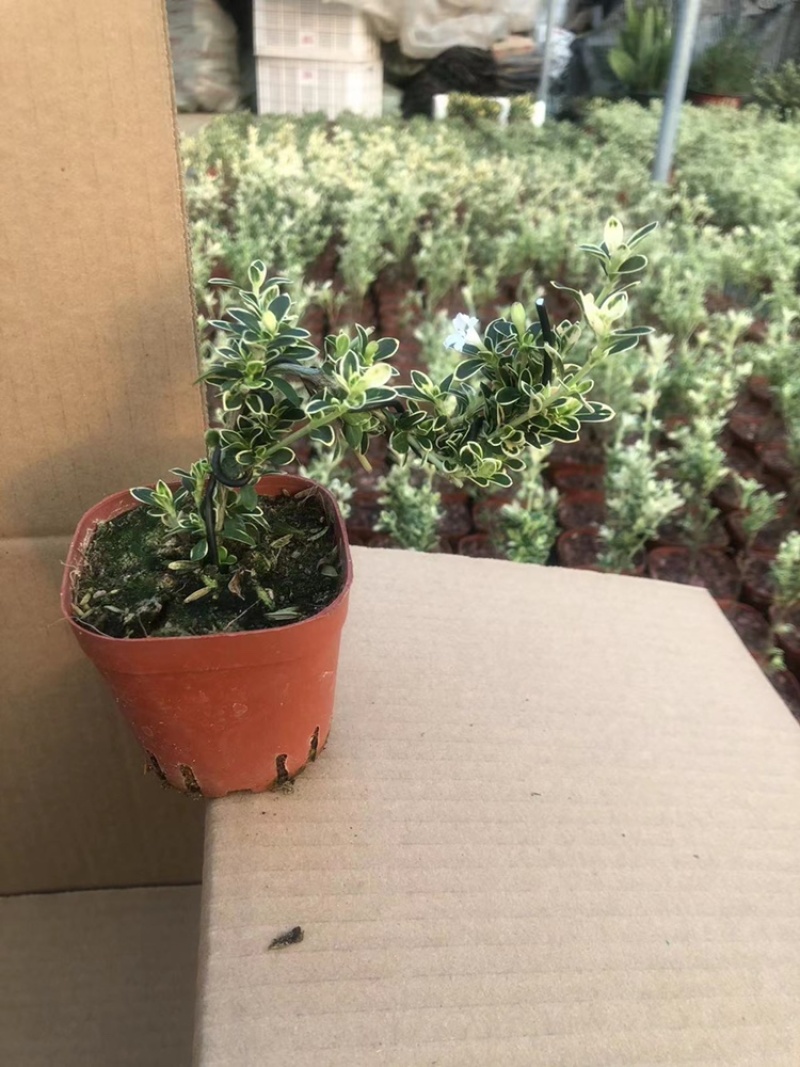 六月雪悬崖造型小盆栽绿植室内精品网红