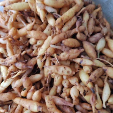 野生麦冬