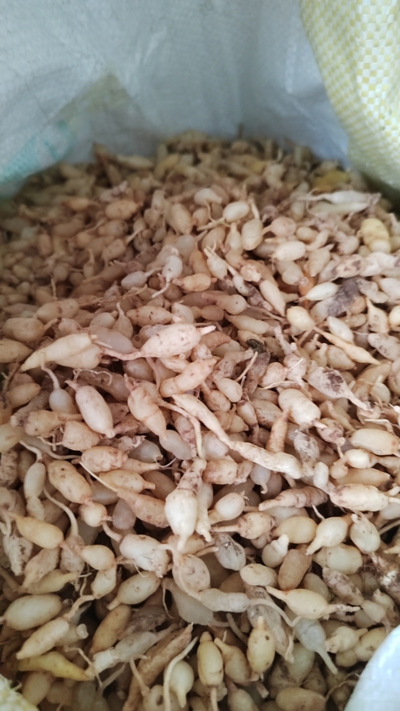 野生麦冬